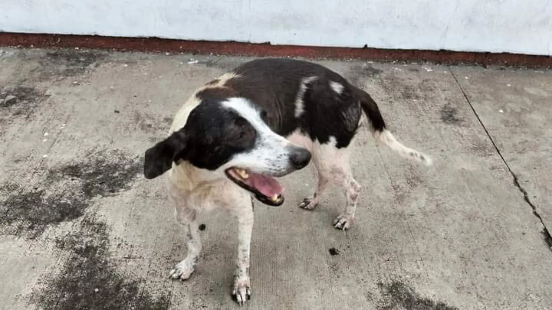 perrito de la calle